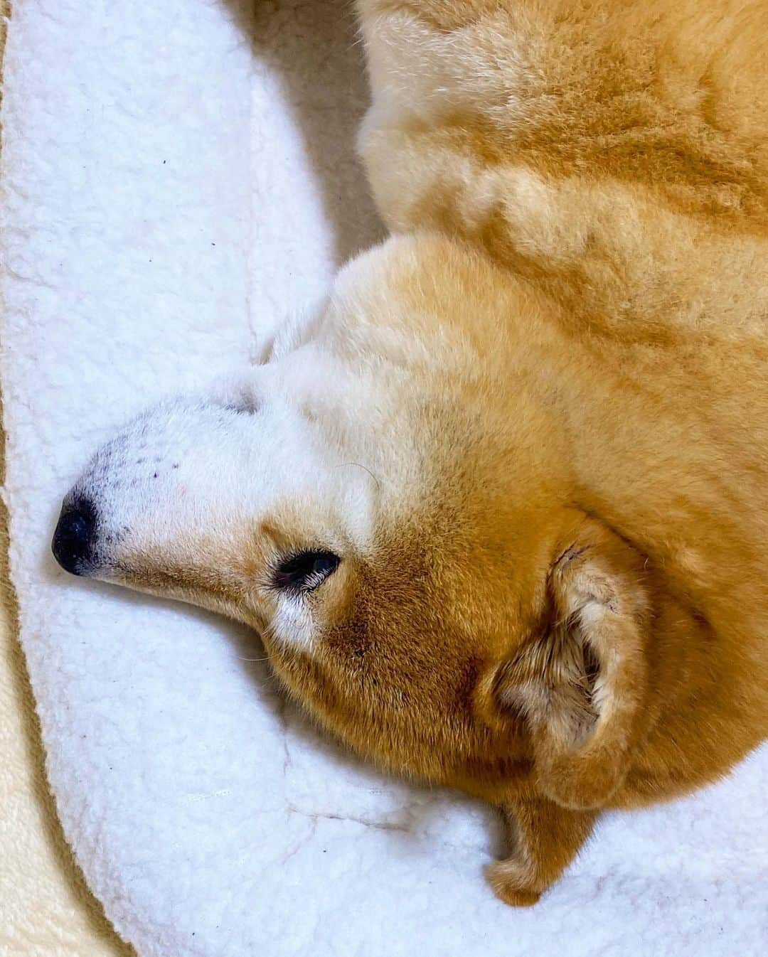 まる（まるたろう）さんのインスタグラム写真 - (まる（まるたろう）Instagram)「Good night!✨🐶💤✨自動車のお布団はお洗濯してもらってるの😌 #今日もはみ出し無し #ギリセーフ #豆柴」6月11日 0時18分 - marutaro