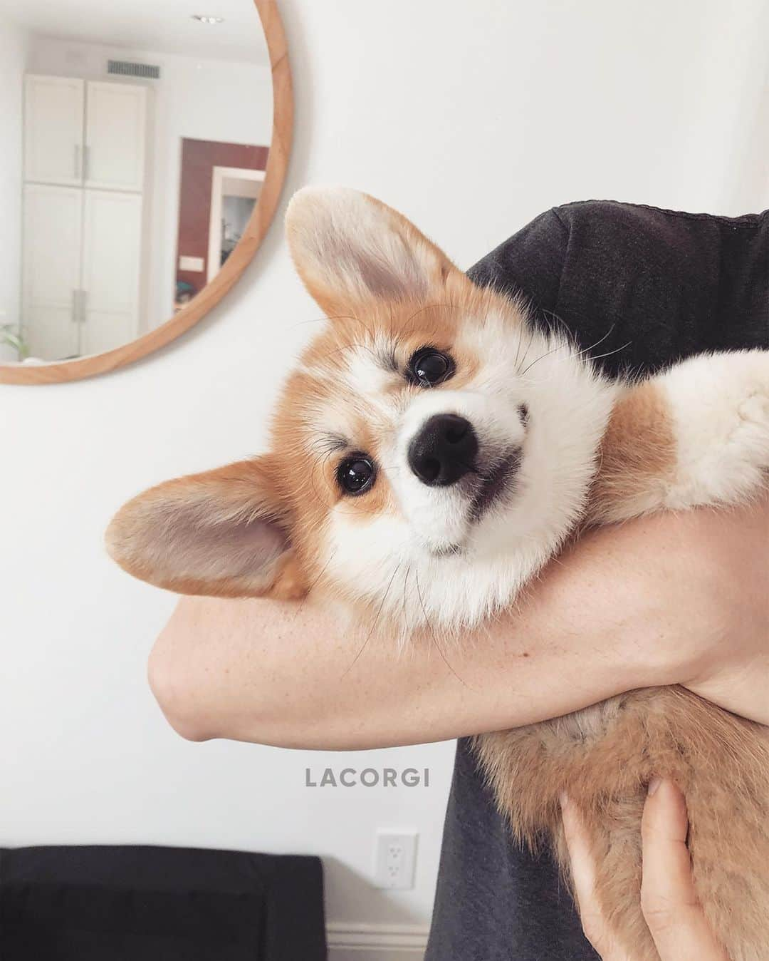 Geordi La Corgiさんのインスタグラム写真 - (Geordi La CorgiInstagram)「Introducing Geordi’s little brother Scotty!!!」6月11日 0時26分 - lacorgi