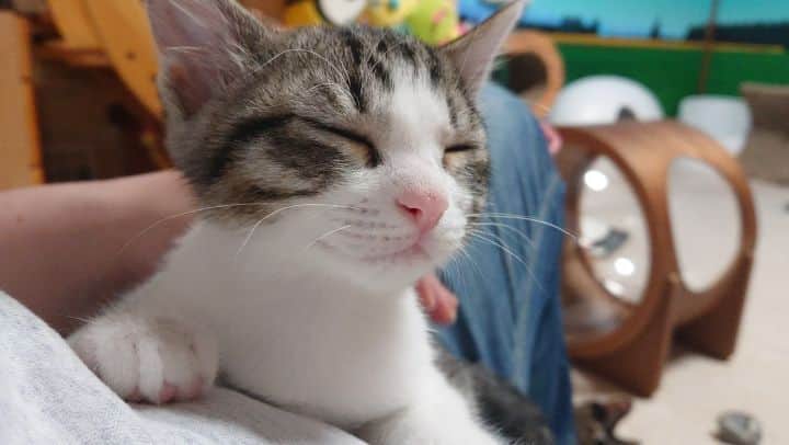 Miaouのインスタグラム