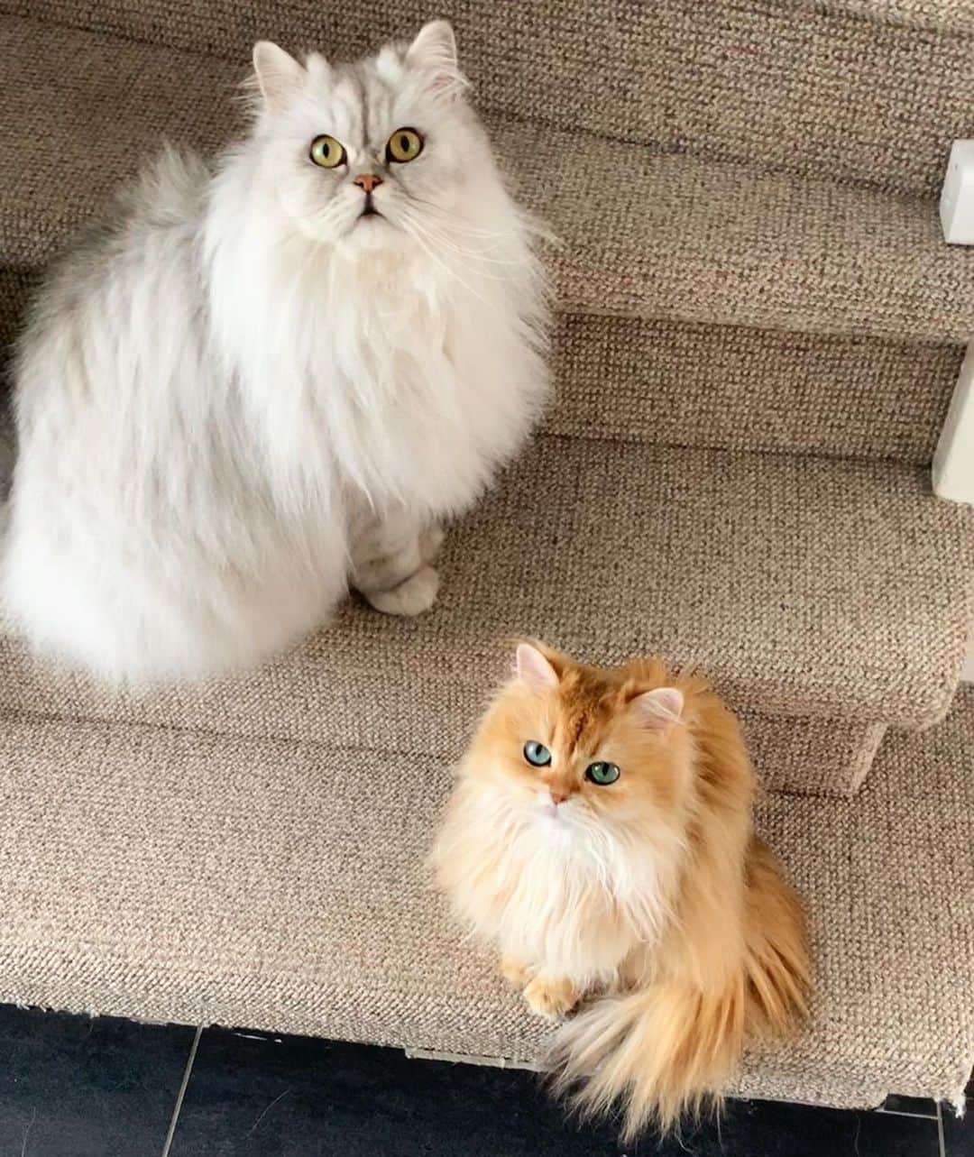 Smoothieのインスタグラム：「Hairs on the stairs.」