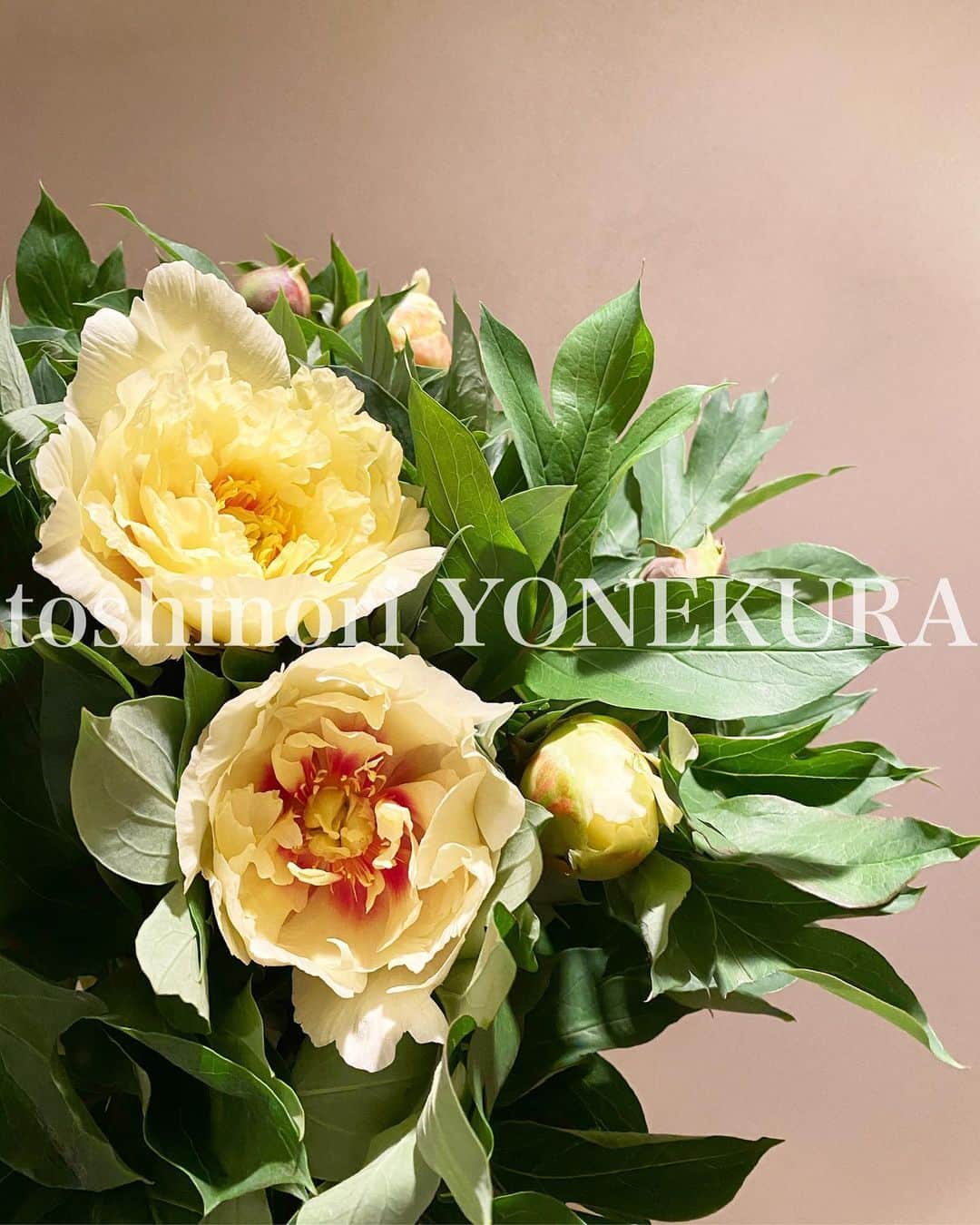 のインスタグラム：「flower of this week: peony -oriental gold #男花 #花のある生活 #芍薬 #オリエンタルゴールド #peony #orientalgold」