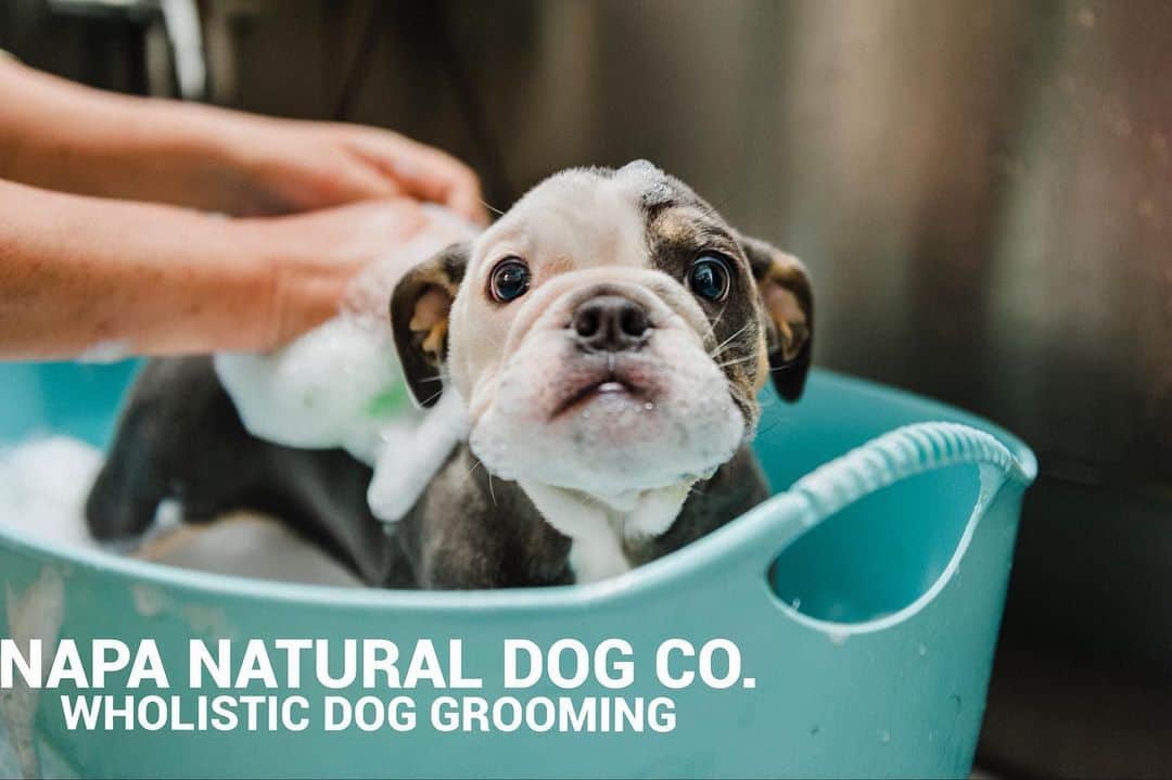 Dogs by Ginaのインスタグラム：「Now accepting new clients! Call or visit our website for more information on services, rates and availability.」