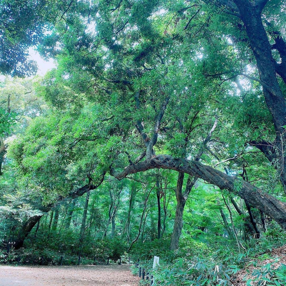 夏目愛美のインスタグラム：「♡ 雨が降り出す前に近所の公園をお散歩。 ちょっとマスクを外してたくさん深呼吸して はぁ、癒された〜✨✨ #森林浴 #お散歩 #癒し #そろそろ梅雨入りかな☂️」