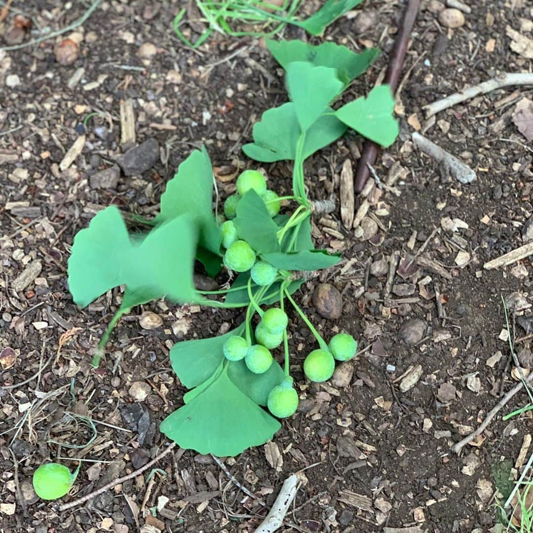 akkoさんのインスタグラム写真 - (akkoInstagram)「今朝のお散歩で見つけた、まだ青い銀杏🍃あまりにも可愛くてキュンとしちゃった💕 #akko #akkostagram #mll」6月11日 12時53分 - mllakko