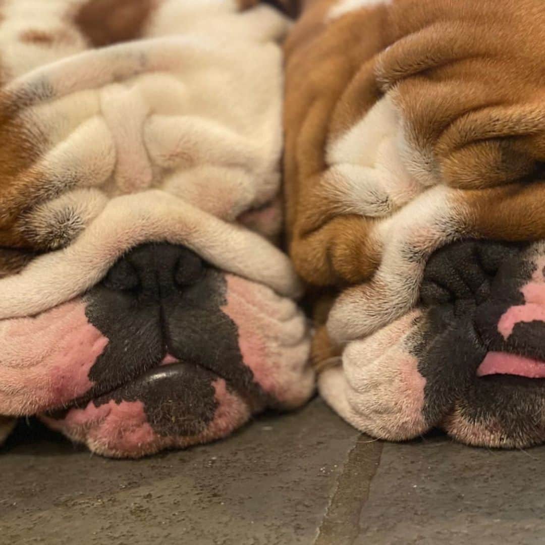 Bodhi & Butters & Bubbahのインスタグラム：「There’s never enough smoosh 💗 . . . . . #bulldog #beautiful #bff #life #puppy #love #cute #baby #dogsofinstagram #bestoftheday #sweet #smile #be #happy @dolly_lenny_timmy_rupert」