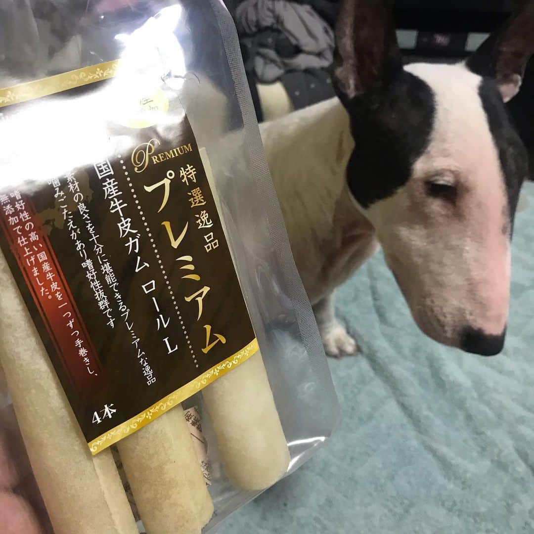 のインスタグラム：「#minituru#bull#terrier#minibullterrier#miniturubullterrier#dog#dogstagram#cute#qtaro#love#family#ミニチュア#ブルテリア#ミニチュアブルテリア#Q太郎#牛皮ガム#1本#あげたら#5分で#食べ終える#なんか#軽く#噛んで#ほぼ#飲み込む#スタイル#食べ方まで#オレと#同じ あり？なし？」