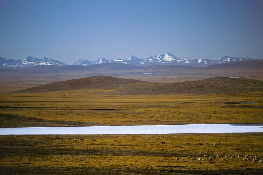 Michael Yamashitaさんのインスタグラム写真 - (Michael YamashitaInstagram)「Headwaters: the sacred source of the Mekong River is a frozen river bed 17,000 feet above sea level on the Tibetan Plateau in China's Qinghai Province. Here the Mekong is called by the first of its many local names -- Dza Chu -- which means Water of Stone, for  its origins in the bare rock pinnacles of the Plateau. Sadly, the name may come to describe the entire river due to glacial loss. Tibet is estimated to contain 14 percent of the world’s glaciers mass, and the river and those who live along it depend on the snows and glacial run-off from Tibet's glaciers. That is why it is known as the Water Tower of Asia, as water for irrigation, drinking water and hydropower is stored and distributed from there. A  temperature rise of 1.3 Celsius, almost three times the global average, over the past 50 years, has resulted in the shrinking of Tibet’s glaciers, which in turn has already begun to have a profound effect on the river downstream.  #mekong #mekongriver #climatechange #tibetanplateau #qinghai #zadoi . A limited number of signed copies of Mike’s out-of-print book “A Journey on the Mother of Waters: Mekong” are available to purchase form our website michaelyamashita.com or the link in our profile.」6月11日 4時57分 - yamashitaphoto