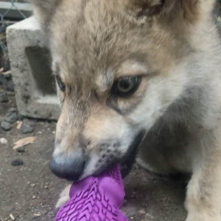 Rylaiのインスタグラム