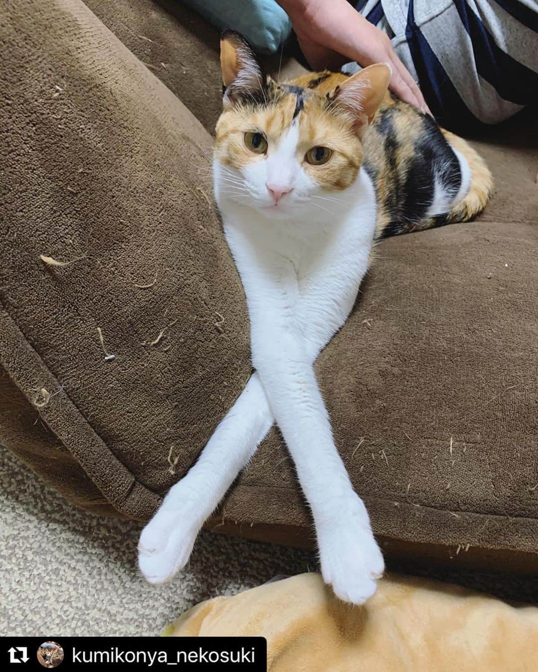 ねこのインスタグラム