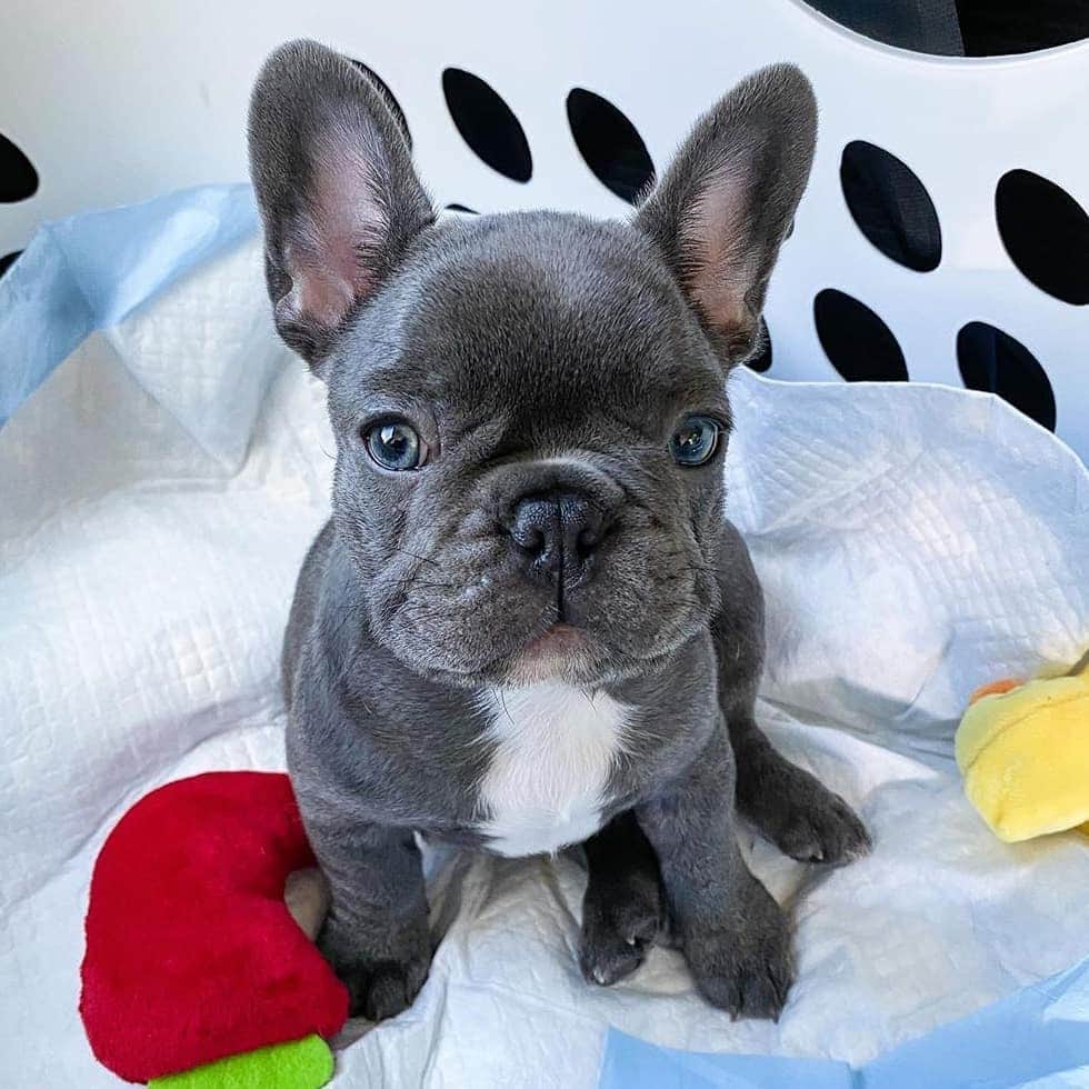 French Bulldogさんのインスタグラム写真 - (French BulldogInstagram)「Hi, my name is Pepe 👋 Can I get some love? 💙 @pepetheocfrenchie . . . . . #pepetheocfrenchie #puppy #frenchie #frenchielove #frenchiepuppy #cutepuppy #frenchieofinstagram #puppyofinstagram #bluefrenchie #frenchbulldog #puppylove #orangecounty #occomestibles #instafrenchie #puppylife #puppygram #pupsofinstagram #puppiesofinstagram #pupsofinstagram #frenchiegram」6月11日 7時04分 - frenchie.world