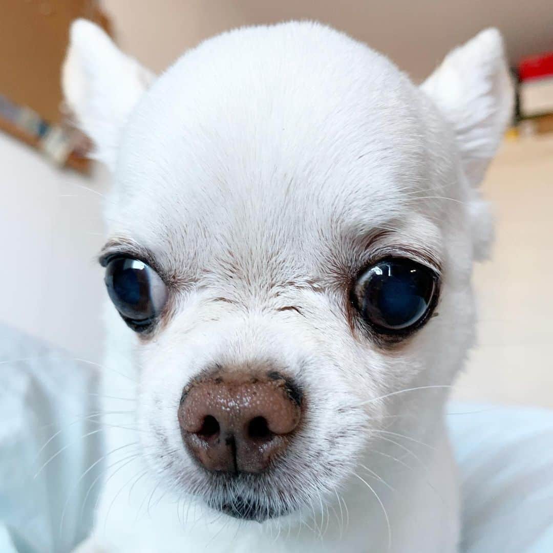 KORIKIのインスタグラム：「おはようございます♪ * #dogofsapporo #dog, #dogs, #dogstagram,#chihuahua,#犬バカ部,#チワワ,#koriki, #hanadog #白スムチ連合会, #スムチー,  #dogofthedayjp, #dogoftheday  #ilovemydog #instadog #instapet #WhiteChihuahua  #吉娃娃 #치와와  #dogsofinstagram #Chihuahualover  #ชิวาวา #チワワの輪 #barkbox #WhiteChihuahuaParty #もふもふモフモフ」