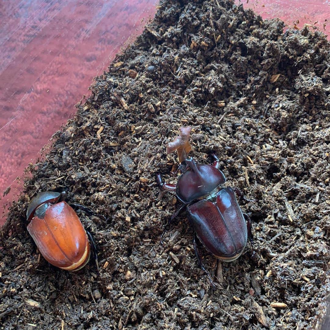 阿部浩貴のインスタグラム：「カブトムシが無事成虫に！！ 嬉しいね〜。 残すところあと1匹。 我が家と同じで一姫二太郎です。 #カブトムシ  #成虫になった」