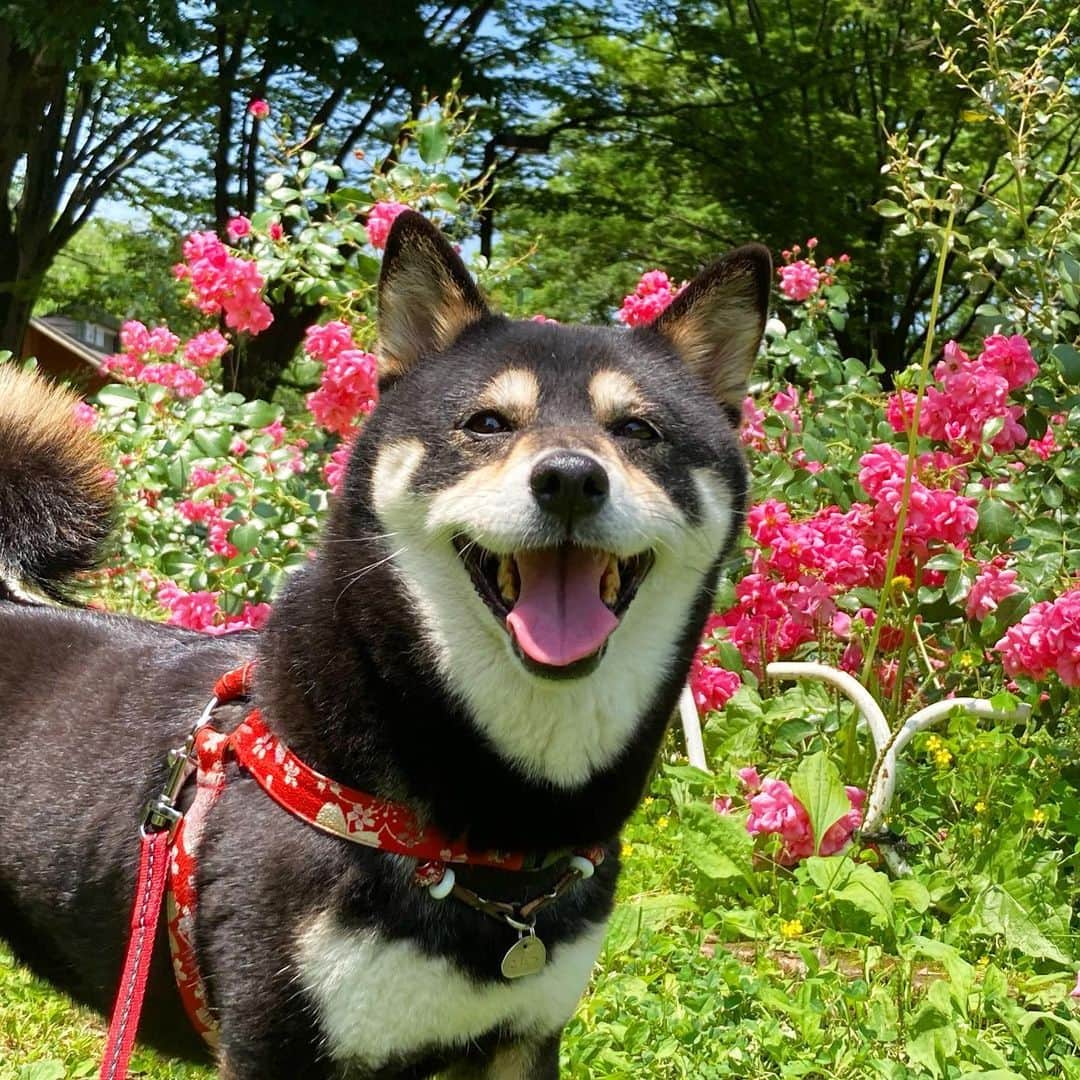 vo_coのインスタグラム：「🌹 あたくしこたつが、最後の晴れ間と共に一足早く梅雨入りを宣言するわん！ 毎年梅雨になると「あー雨ばっかりで早く夏にならないかな〜！」って思うけど、いざ夏になると蒸し暑すぎて「なんで早く夏になれなんて思ったんだろ…」ってなるよね！ * #こたつの勝手に梅雨入り宣言 #shibastagram #instashiba #shiba #shibainu #黒柴 #柴犬」
