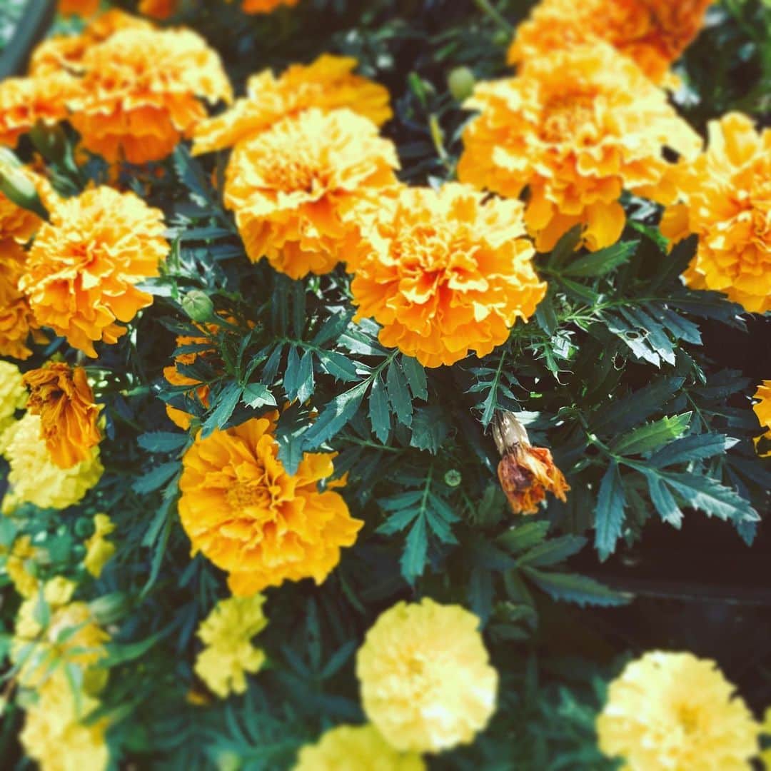 のインスタグラム：「#flowers #flowersoflife #blossom #orange #yellow #hope」