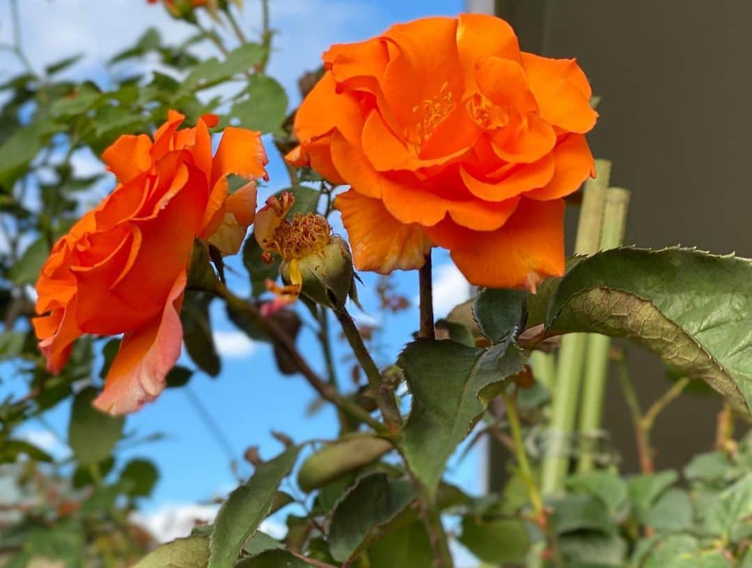 のインスタグラム：「‪#バラ日記 #roses‬ ‪43日目‬  チアガール  ジャンヌダルク  フランソワーズゴジャール  ピエールドロンサール  シャルルドゴール  イングリッドバーグマン  アルティシモ  アンナプルナ  ラフランス ‪梅雨の気配。薔薇の色が濃いです。‬ ‪#roses🌹 #rosestagram #rose‬」