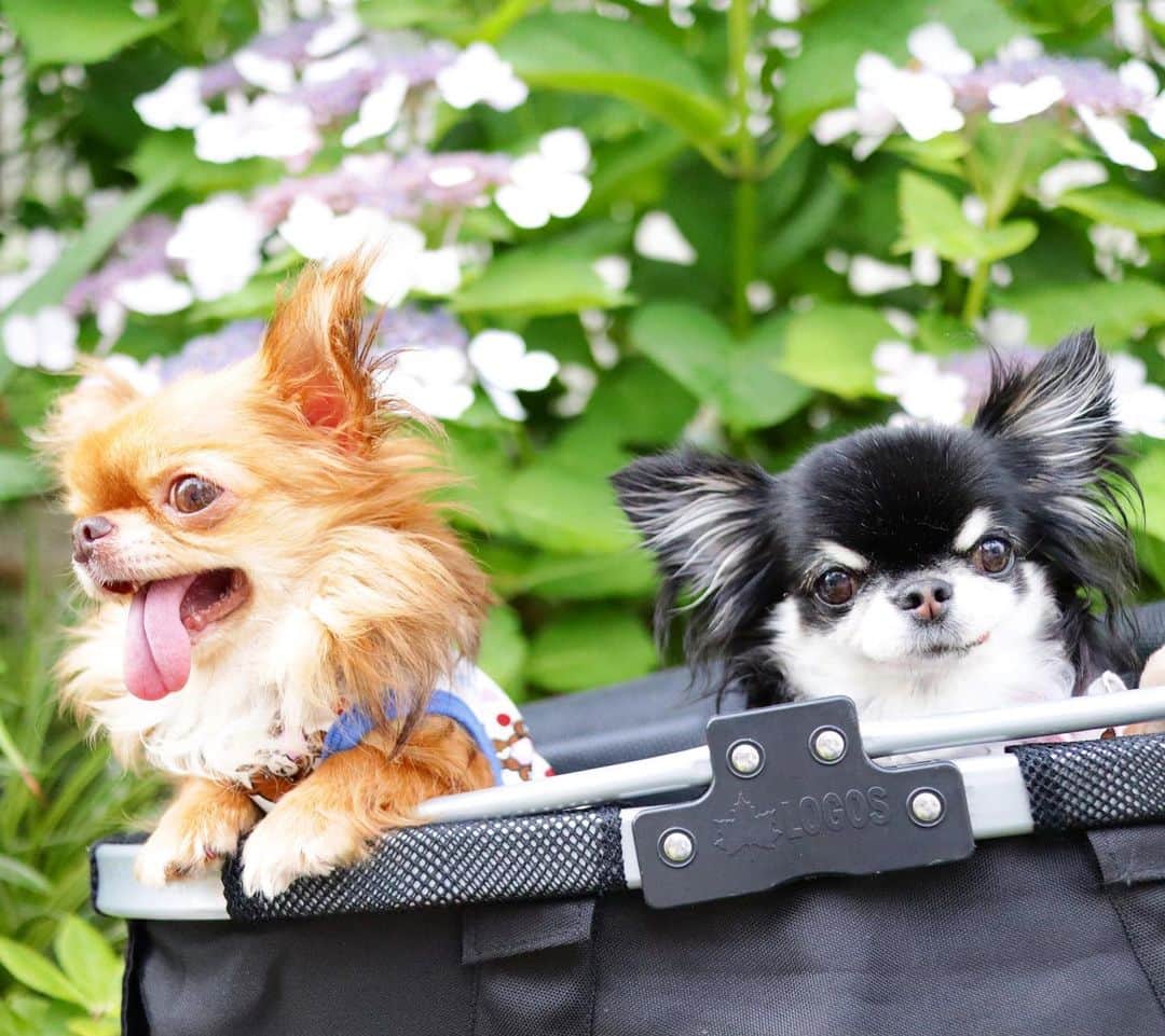 kayoのインスタグラム：「* * * 久しぶりにお出かけ🚗✨ * * やっぱり外で撮るとキレイ😍 カメラでいっぱい撮りたくなってきた〜😁📷 * * kulio💗Melon * * #紫陽花 #chihuahua#chihuahualove#dogstgram#dog#instadog#チワワ#チワワ大好き * *」