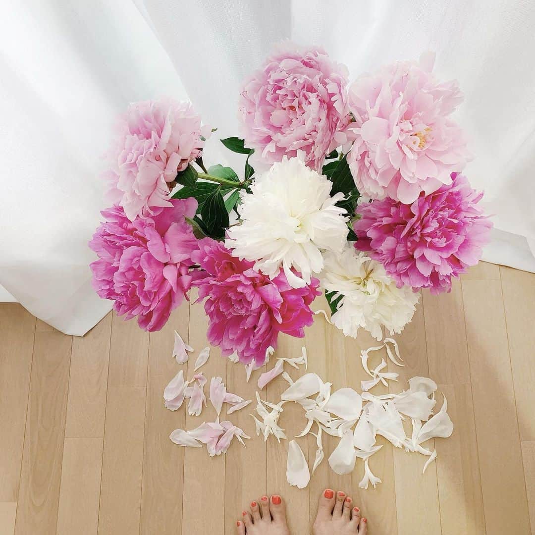 Sayakaのインスタグラム：「* 満開になってからは 散るのも早いけど大好きな芍薬💖 花びらに良い香りが残ってるうちに ずっと作ってみたかったモイストポプリに今年は挑戦❣️ 出来上がりの1ヶ月後が楽しみ☺️ . .  #flower #flowers #peony #peonies  #pivoine #pink #flowerlovers #floweroftheday #flowerstagram #flowerarrangement #sayakasflower  #花 #芍薬 #シャクヤク #ピンク #花のある暮らし #花のある生活 #おうち時間」