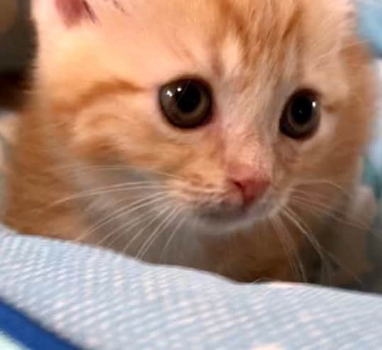 まんちの樹（マンチカンブリーダー）さんのインスタグラム写真 - (まんちの樹（マンチカンブリーダー）Instagram)「リンゴベビー：リンソックスちゃん。女の子らしいお顔しています😍  #マンチカン#munchkin#スコティッシュフォールド#アメリカンショートヘア#まんちの樹#猫ブリーダー#マンチカンブリーダー #cat#kitty#kitten#meow#猫#ねこ#こねこ#子猫#にゃんすたぐらむ#ねこすたぐらむ#こねこすたぐらむ#にゃんこ#にゃんだふるらいふ#猫部 #茶トラ#レッドタビー #catsofinstagram#catstagram #instacat#catoftheday#kittens#kittycat#cutecats」6月11日 8時57分 - machiyominoura