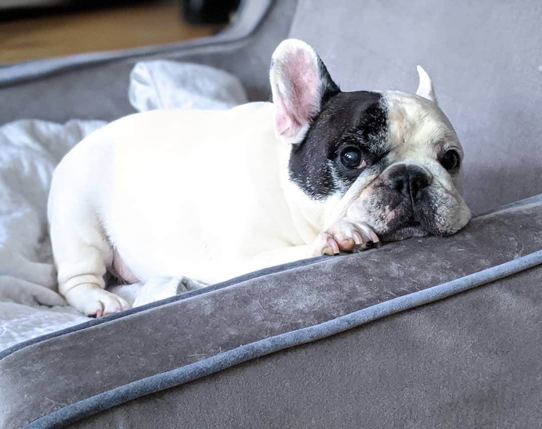 Manny The Frenchieさんのインスタグラム写真 - (Manny The FrenchieInstagram)「Hi. I'm here if you need a cuddle.」6月11日 9時20分 - manny_the_frenchie