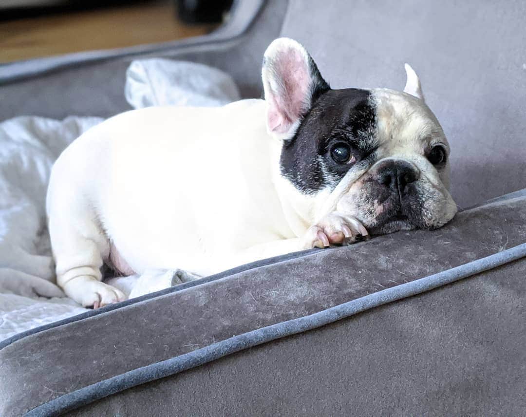 Manny The Frenchieのインスタグラム：「Hi. I'm here if you need a cuddle.」