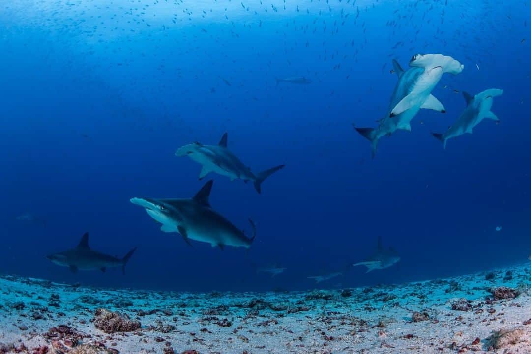 ナショナルジオグラフィックさんのインスタグラム写真 - (ナショナルジオグラフィックInstagram)「Photo by @enricsala | When most people hear that there are sharks in the water, they jump out. Me? I jump in. Sharks are a sign of a healthy ecosystem. To see these hammerheads around Darwin Island in the Galápagos with @natgeopristineseas took patience. Sharks are usually shy, so we dived down to the bottom and tried not to move. It was worth the wait.」6月11日 9時34分 - natgeo
