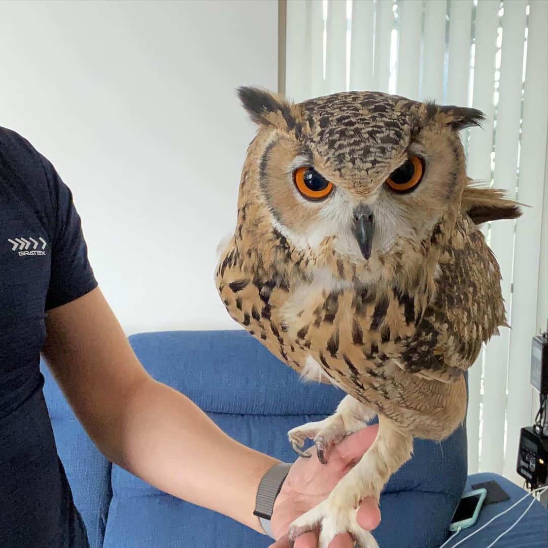 GEN3 Owlのインスタグラム：「リビングに脱走したガルー容疑者を確保しました🚨 I secured Garu who invaded the living room👮‍♀️ #owl #owlgaru」