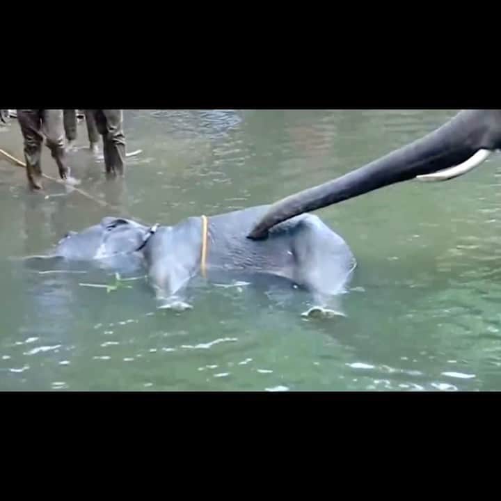 ティモシー・サイクスのインスタグラム：「⚠️WARNING: GRAPHIC IMAGES⚠️Repost from @karmagawa WE MUST TREAT ANIMALS BETTER RIGHT NOW! We posted about this tragedy when the news initially broke a few days ago, but please share this new video of the poor pregnant elephant named Amba who ate a pineapple stuffed with firecrackers which exploded in her mouth and eventually killed her while she was standing in the nearby river in an attempt to lessen her pain. This tragedy has shown people how cruel humans are to animals and how they deserve justice too so swipe left and also share the incredible artwork that has been created to get #justiceforamba because no animal deserves to die in such a cruel way like this! The investigation into Amba’s death is still ongoing, but apparently the villagers put explosives in their fruit to fend off wild boars despite The Wildlife Protection Act of 1972 in India saying that using snares to trap, wound or kill animals is a cruel and punishable practice so we’ll have to wait for more updates — no matter what this poor pregnant elephant didn’t deserve to die like this! And killings like these aren’t just happening in India, elephants have recently become an endangered species as dozens are killed every day all over the world so please share this sad post with your followers and tag people, celebrities, influencers and news media who need to see it to help us spread awareness that animals deserve better...let’s not allow Amba’s & her baby’s death be in vain! #savetheelephants #endanimalcruelty #karmagawa」