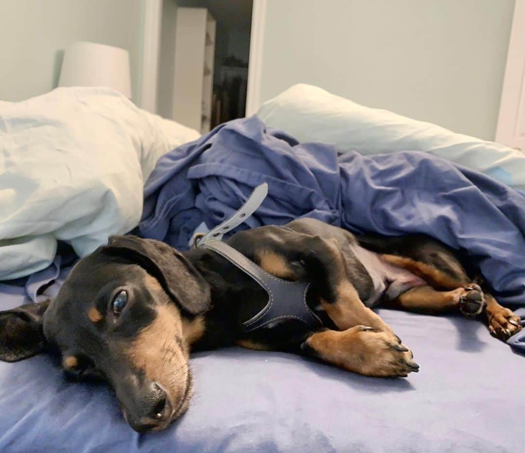 Crusoe the Celebrity Dachshundのインスタグラム：「“Hey guys, still doing pretty good and taking it easy. I did post a blog today all about why I went for surgery, but we had the most traffic we ever had and the site is down.. sigh. So anyway, we’re just going to release a video update tomorrow instead. I think we perhaps inadvertently made some of you worried for Crusoe’s long term health, so just wanted to let you know at least that Crusoe is not and never was “sick”, but his gallbladder did have to be removed, and we don’t expect any future implications or illness relating to having it removed. Much more details to come tomorrow though. Thank you all ❤️」