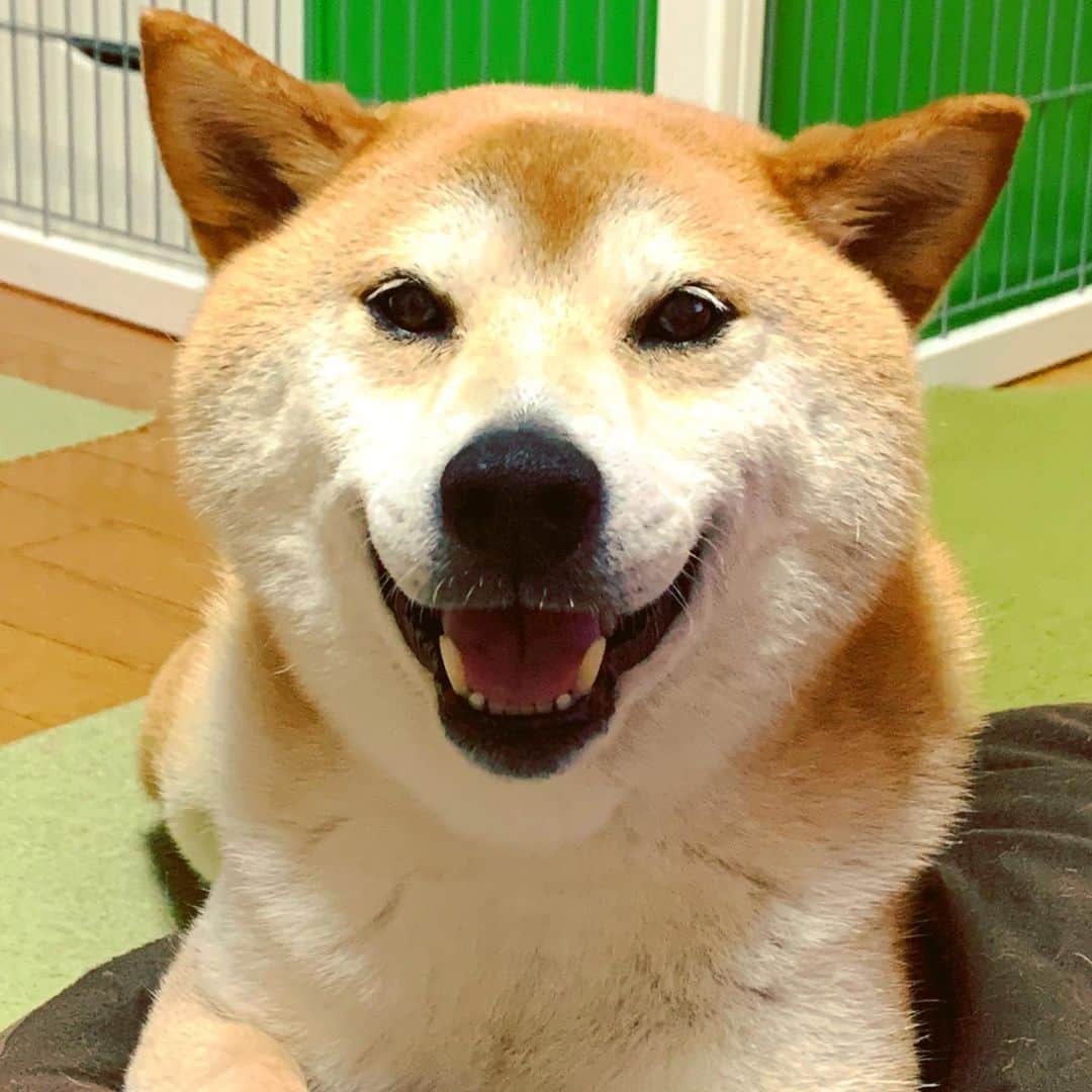 Hanamichi ＆ ℕㆁℜ〡ｋㆁ♡のインスタグラム：「・ ・ 笑顔のチカラ ・  I believe in the power of smiles 🍀 ・ ・ #柴犬 #しばいぬ #子犬 #わんこ #dog #shiba #puppy #love #cute」