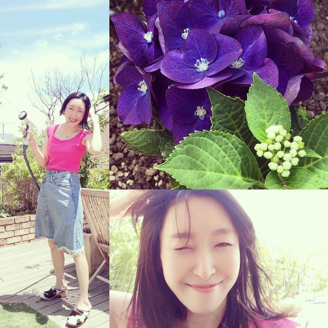 川江美奈子さんのインスタグラム写真 - (川江美奈子Instagram)「風つよい！ 家族が新しい紫陽花植えてくれて とても嬉しい。 子供の頃よく水撒きしたなー 青いホースで 虹を作ることに必死だったなー 今日はこれから雨」6月11日 11時32分 - minakokawae