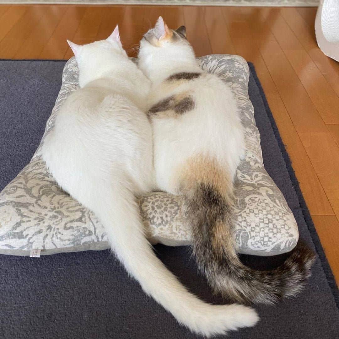 PECOねこ部のインスタグラム