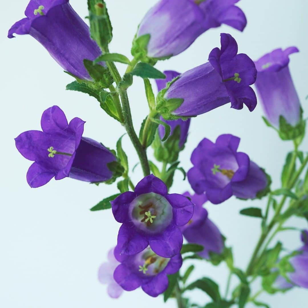 SPURさんのインスタグラム写真 - (SPURInstagram)「鈴なりのラッパみたいです。紫のカンパニュラを #松村英治 さんのうつわに生けました。  #カンパニュラ #SPURうつわ #SPURFlower #SPUR編集G #SPURflower #花のある暮らし #花 #flower #花と暮らす #花のある生活 #生花 #切り花 #SPUR #うつわ千鳥 #chidoritokyo」6月11日 21時00分 - spurmagazine