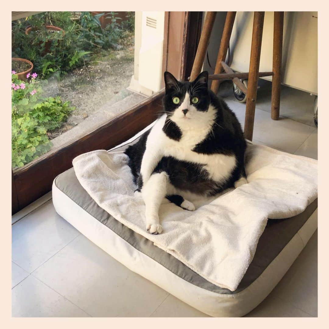 パンといっぴきのインスタグラム：「#元保護猫 #ハチワレ #白黒猫 #blackandwhitecat #tuxedocat」