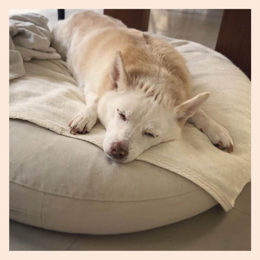 パンといっぴきのインスタグラム：「#元保護犬 #雑種犬 #crossbreed #mixdog #sleepingdog #眠る犬」