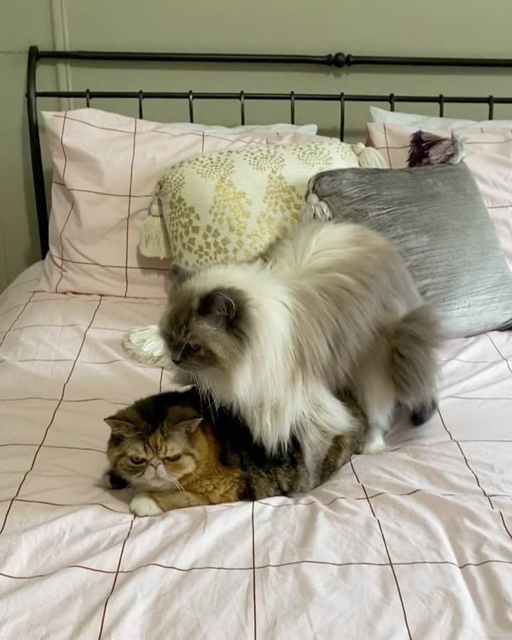 Tinaのインスタグラム：「New working from home job - referee 🤦🏻‍♀️」
