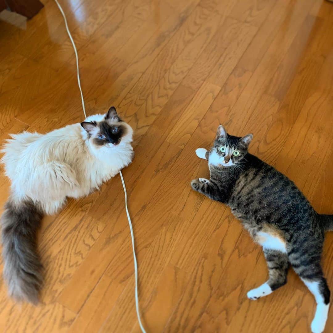 takegaeruのインスタグラム：「にゃんこらが床に張り付く季節がやってきました😙  #cat #猫 #ragdoll #ラグドール #ホワイトポッチーズ #よもねこ #よもぎねこ #キジトラ #きじとら」