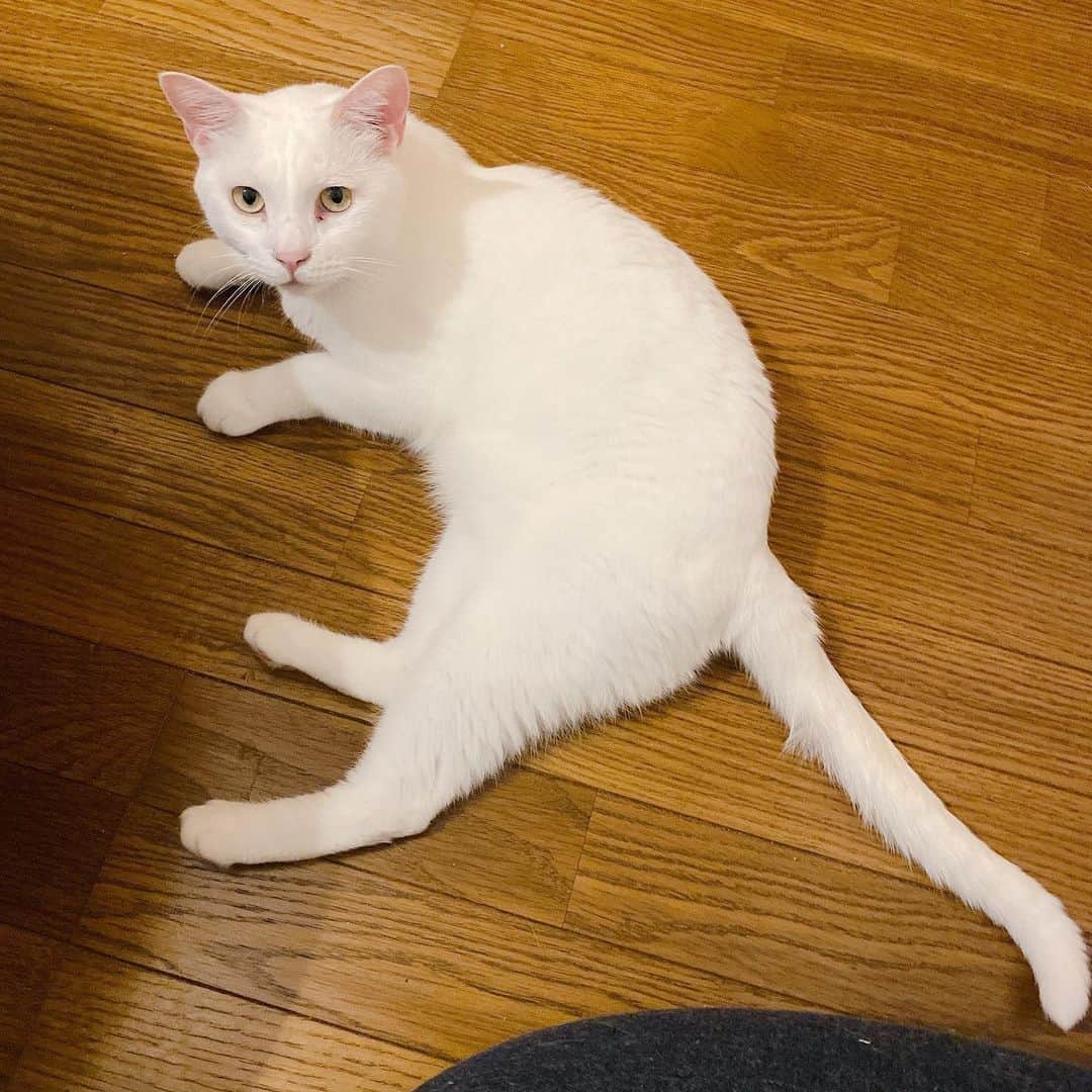 金巻ともこさんのインスタグラム写真 - (金巻ともこInstagram)「なんとなくビックリした顔してるハク  #hakuchai #cat #猫多頭飼い #whitecat #白猫 #catstagram」6月11日 13時32分 - tomotomoco