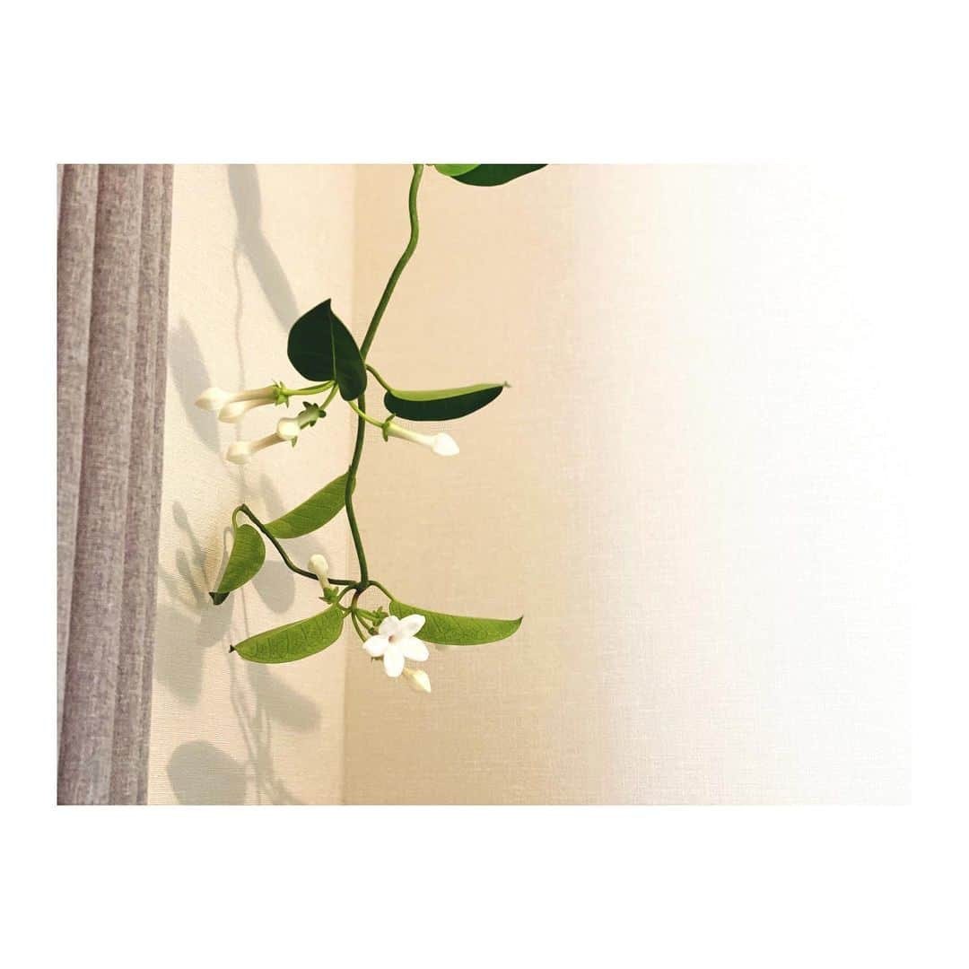 内田朝陽さんのインスタグラム写真 - (内田朝陽Instagram)「マダガスカル・ジャスミンがやってきた。  蕾が沢山なので、これから沢山咲きそう。  #観葉植物　#花のある暮らし #green」6月11日 13時59分 - asahi_uchida