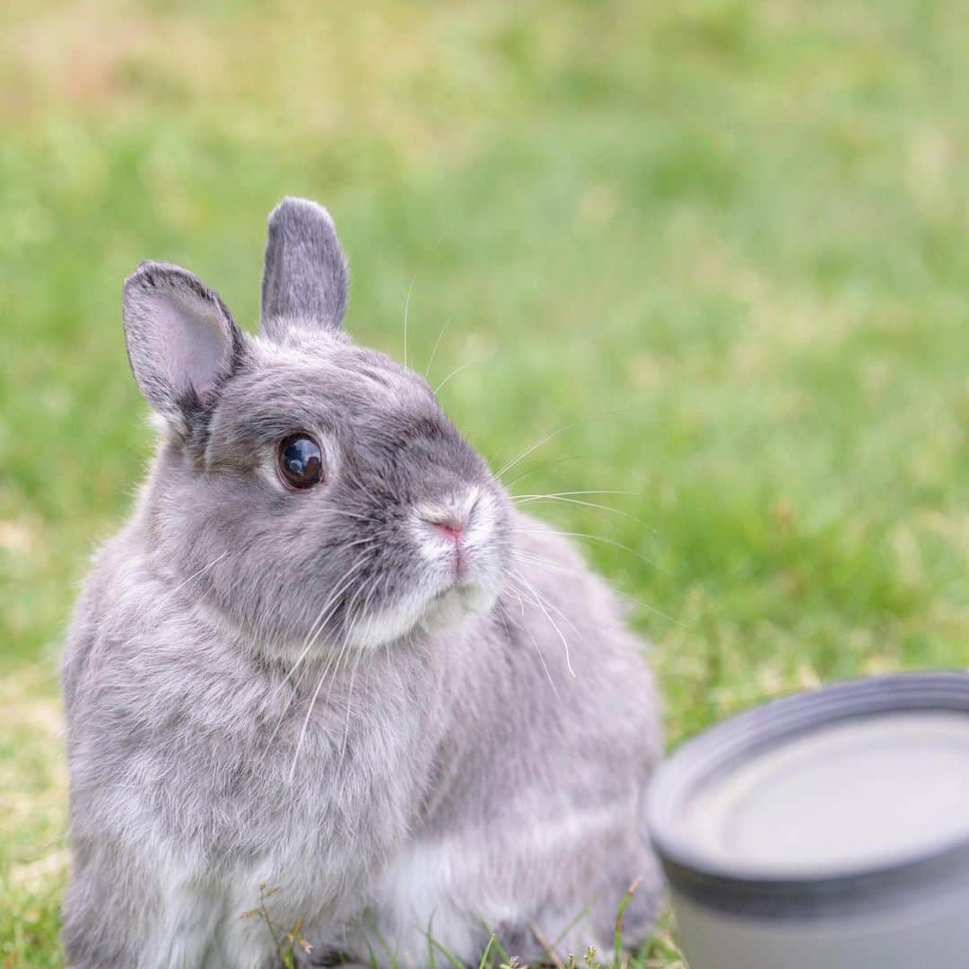 gon&hana&kaeのインスタグラム：「✨ 楓は今、3🐰🐰🐰の中で1番元気だと思う🤣 ご飯の時も華子のケージの器に入れたご飯をまず１つ奪ってから自分のケージに戻って行くし🙄←華子よりこの時は強いw おやつのおねだりも今まではほとんどしなかったのに、ちゃぽ(こいつは別格w)の次におねだりしてくるし…🙄 一緒にまた外で遊びたいなぁ😌 ￣(=`k´=)￣ｳｫｰｯ!!✨ #楓#うさぎ#ネザーランドドワーフ#ふわもこ部#netherlanddwarf#bunny#rabbit#weeklyfluff#🐰#福岡#バニーズサンクチュアリ#赤ちゃんママ#nikkor#Nikon」