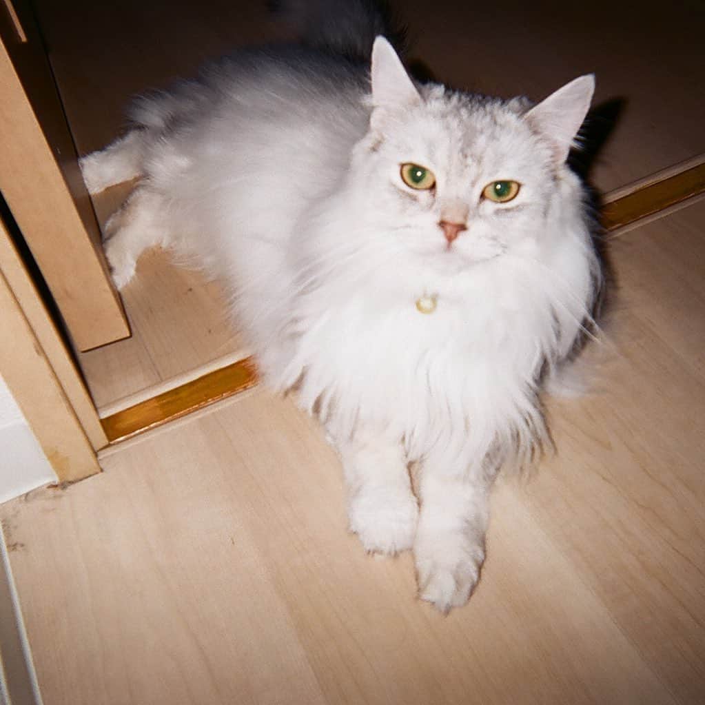 高松チェルシーリナのインスタグラム：「チポリン  #写ルンです」