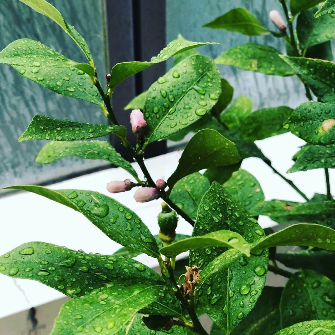 内田恭子さんのインスタグラム写真 - (内田恭子Instagram)「梅雨入りしましたね。植物は雨を喜んでいるかな。ベランダの小さな小さなレモンの実が愛おしい。  #梅雨入り　#レモンの木　#大きくなるかな #雨降り　#内田恭子　#kyokouchida」6月11日 15時13分 - kyoko.uchida.official