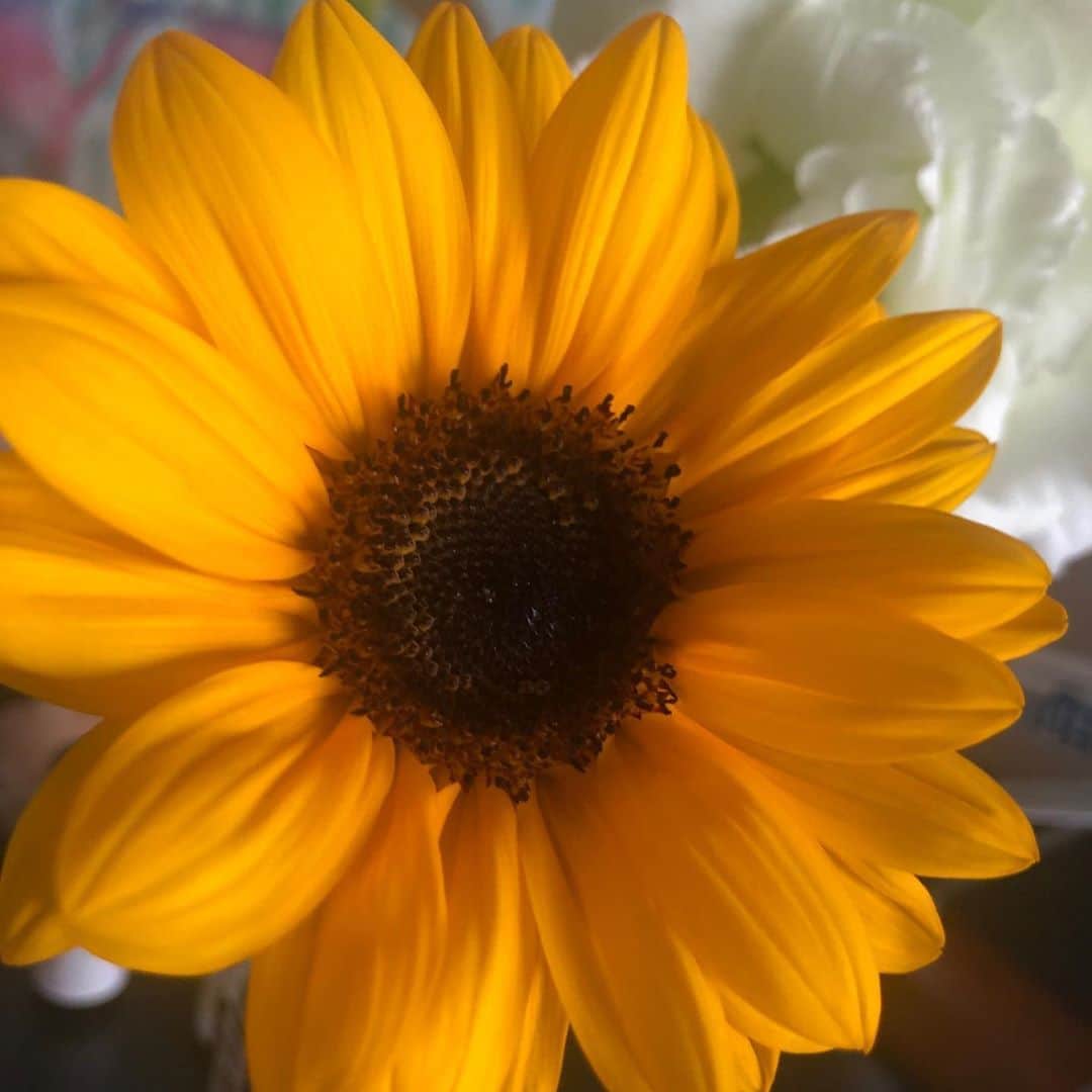 島袋寛子さんのインスタグラム写真 - (島袋寛子Instagram)「– 向日葵。 太陽の花。 🌞。」6月11日 15時24分 - hiroko.shimabukuro