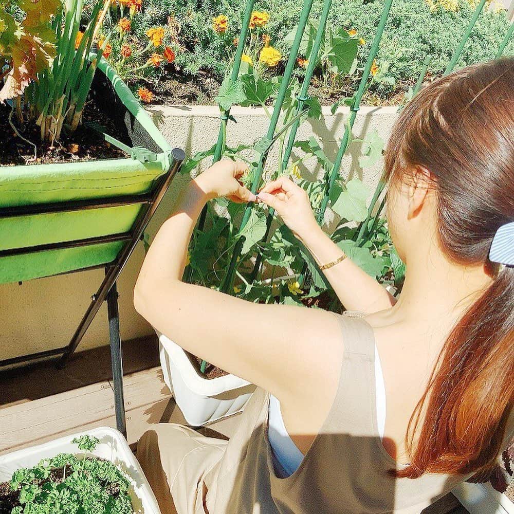 渡辺美奈代さんのインスタグラム写真 - (渡辺美奈代Instagram)「家庭菜園  #ピーマン #とうがらし #収穫楽しみ」6月11日 15時27分 - watanabe_minayo
