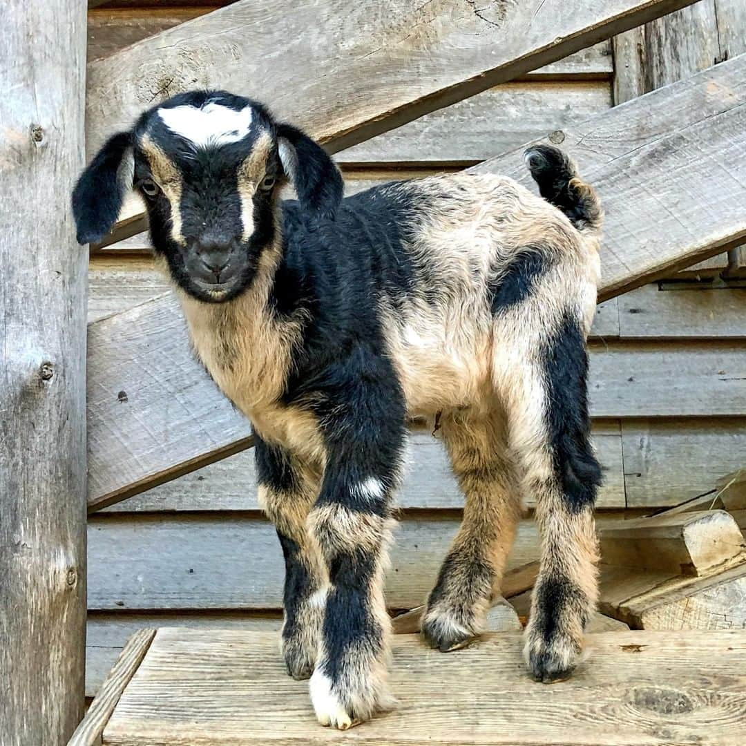 タロンガ動物園さんのインスタグラム写真 - (タロンガ動物園Instagram)「There's a new kid on the block! 😂  We would for you all to meet Chip our latest little arrival down at our Backyard to Bush exhibit - make sure you pay him a visit on your upcoming trip to Taronga!  #forthewild」6月11日 16時00分 - tarongazoo