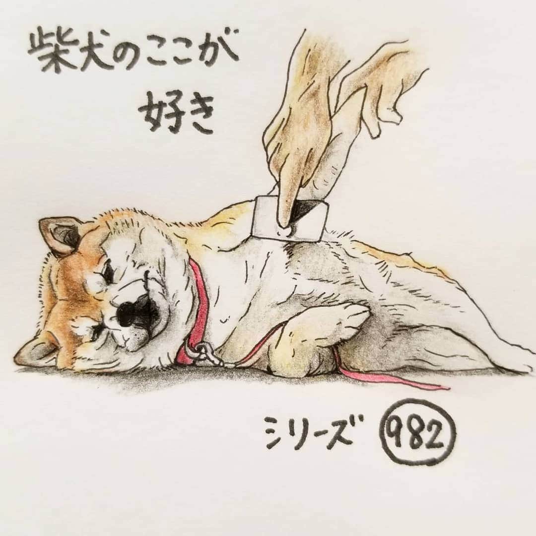 ハナとソラさんのインスタグラム写真 - (ハナとソラInstagram)「#ここ柴部 『柴犬のここが好きシリーズ982』 ブラッシングされてるとき なぜか目が合うとこ。 (あ、こっち見てる。) 気持ちいいからなのか なにか言いたいことがあるのか？ * モデルは @s.k.999 さんとこのここちゃんです💕 * #柴犬のここが好き #favoritepartsofshibainu #illustration #dogart #shibastagram #shibainu #colorpencil #柴犬 #イラスト #いらすとぐらむ #しばすたぐらむ #ブラッシング #色鉛筆 #柴公園イラスト」6月11日 16時13分 - nsdikm_hanasora