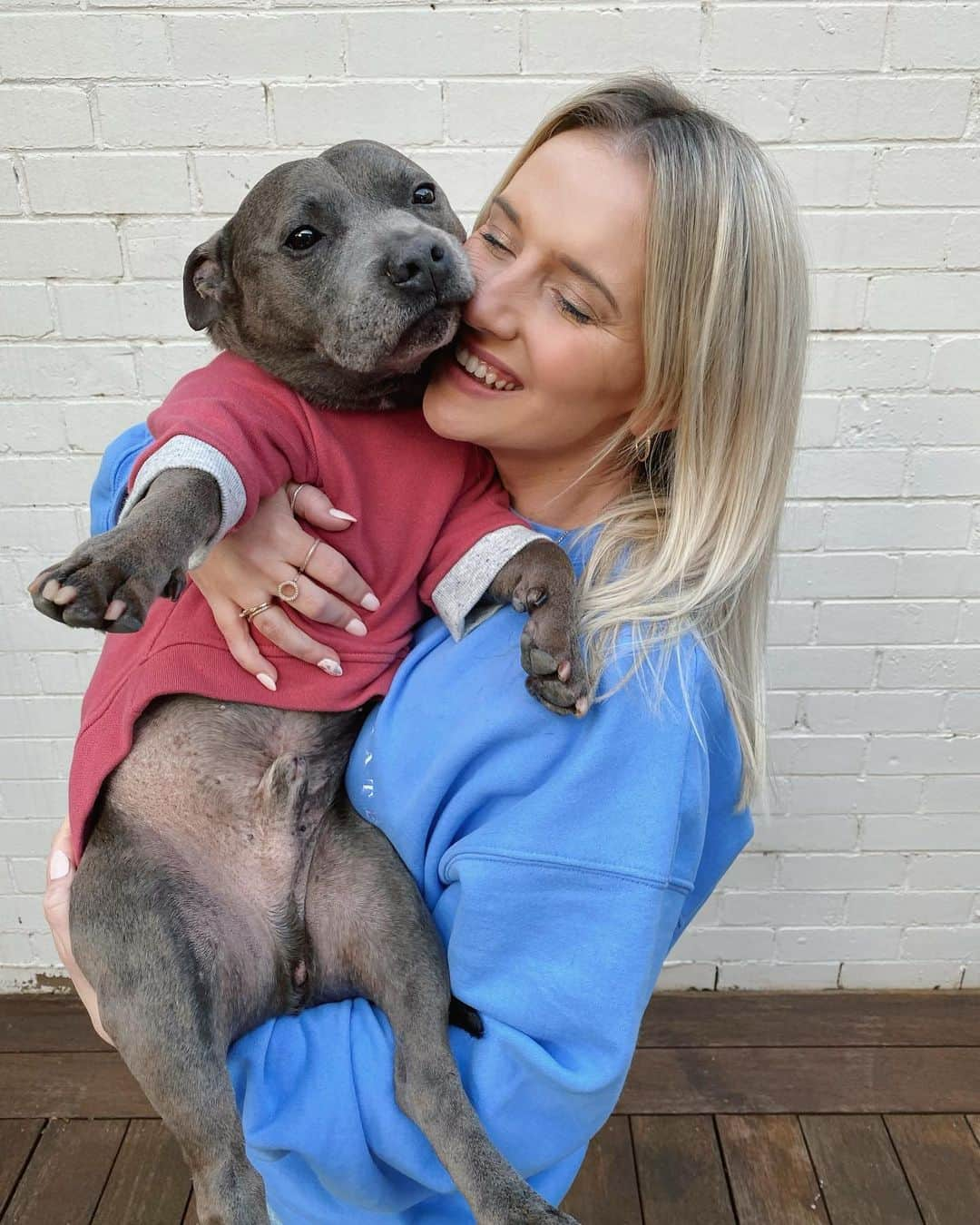 DARREN&PHILLIPさんのインスタグラム写真 - (DARREN&PHILLIPInstagram)「If ur a Staffy den ur feet are only reserved for digging a floofy sofa or chasing balls at 1000kph, all other times de floor is lava and ur feet must be off de ground with butt planted firmly in de arms of a willing human. Floorislavaitis is a real condition it’s not taken dat seriously by vets but Staffies are v v prone to it. Does ur Staffy suffer from de same symptoms?」6月11日 16時27分 - the_blueboys