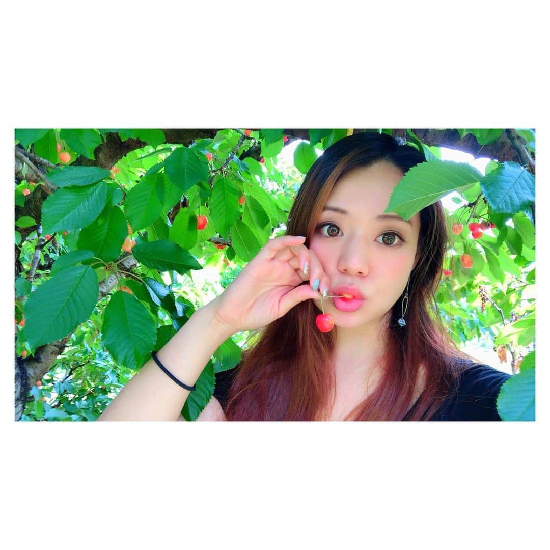 高田汐美さんのインスタグラム写真 - (高田汐美Instagram)「#さくらんぼ狩り　おすまし顔してるけどいっちばん高い脚立に乗ってパクパク #サル　かしら？　#さくらんぼ　美味しかったぁ　次はぶどう狩りと桃狩りよ！」6月11日 16時32分 - shiominniee