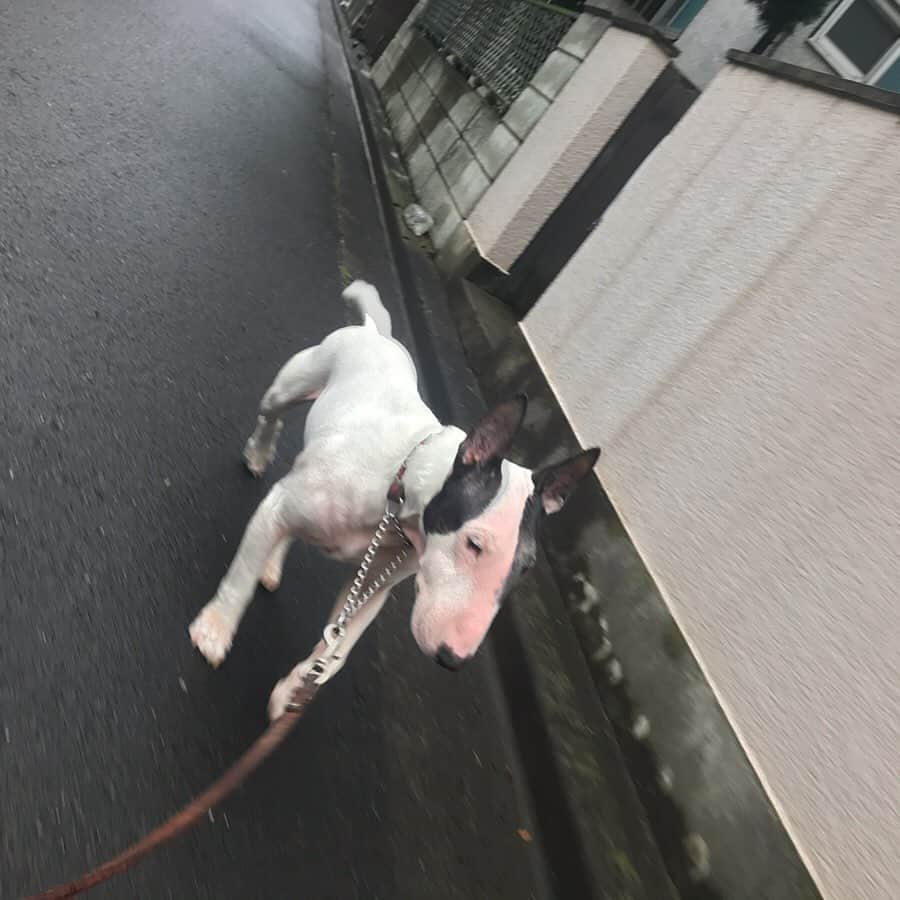 Q太郎さんのインスタグラム写真 - (Q太郎Instagram)「#minituru#bull#terrier#minibullterrier#miniturubullterrier#dog#dogstagram#cute#qtaro#love#family#ミニチュア#ブルテリア#ミニチュアブルテリア#Q太郎」6月11日 16時53分 - qtaro.jun