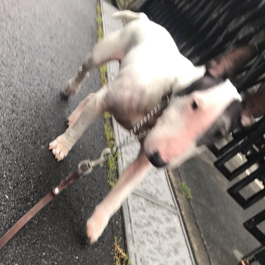 Q太郎さんのインスタグラム写真 - (Q太郎Instagram)「#minituru#bull#terrier#minibullterrier#miniturubullterrier#dog#dogstagram#cute#qtaro#love#family#ミニチュア#ブルテリア#ミニチュアブルテリア#Q太郎」6月11日 16時53分 - qtaro.jun