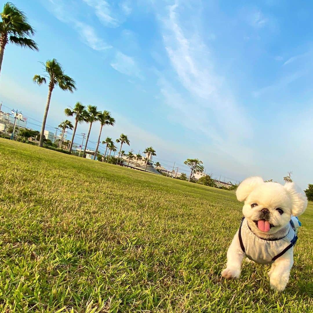 こなつのインスタグラム：「いつものお散歩コース🐾 るんるんにーず🐶🌴🦋💛」